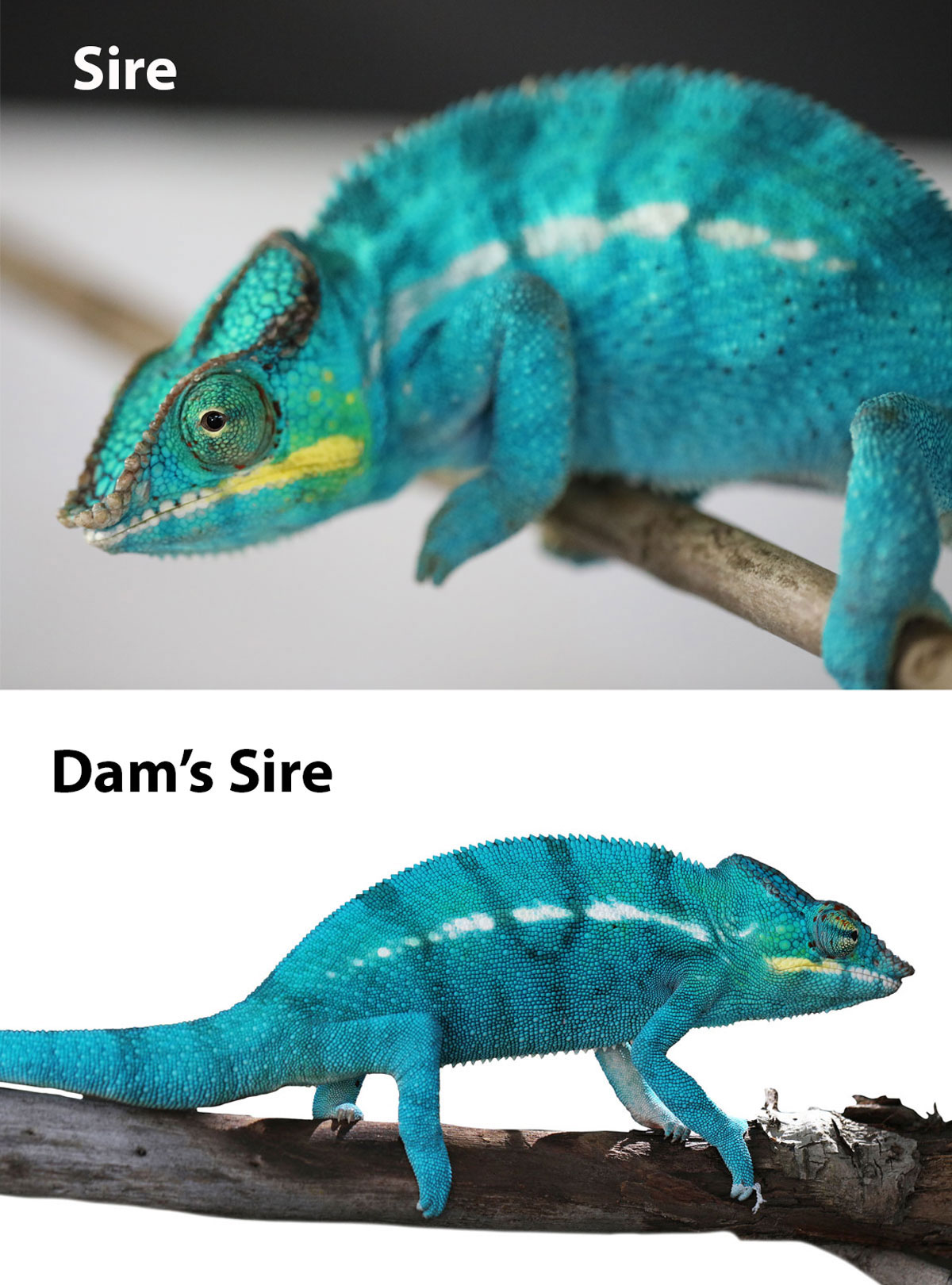 True Blue Nosy Be Panther Chameleons for Sale