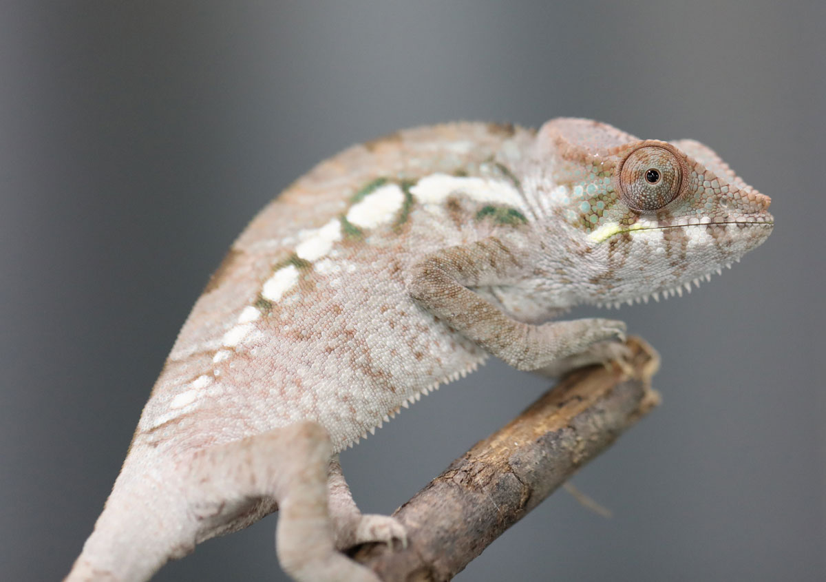 Female Blurple Ambanja Panther Chameleon for Sale