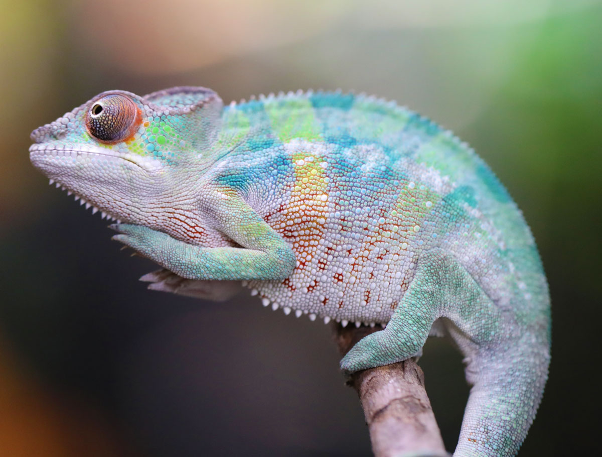 Male Ambilobe Panther Chameleon