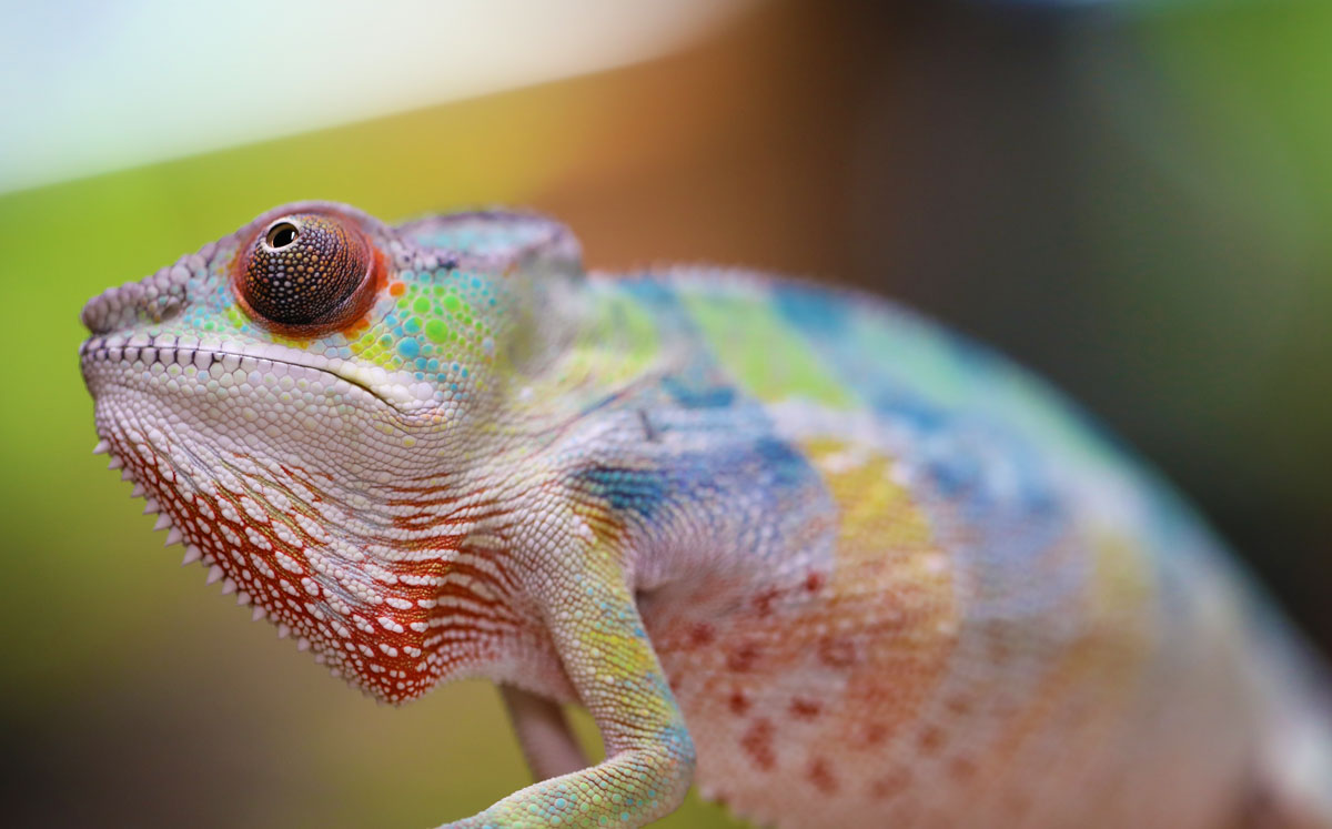 Male Ambilobe Panther Chameleon for Sale