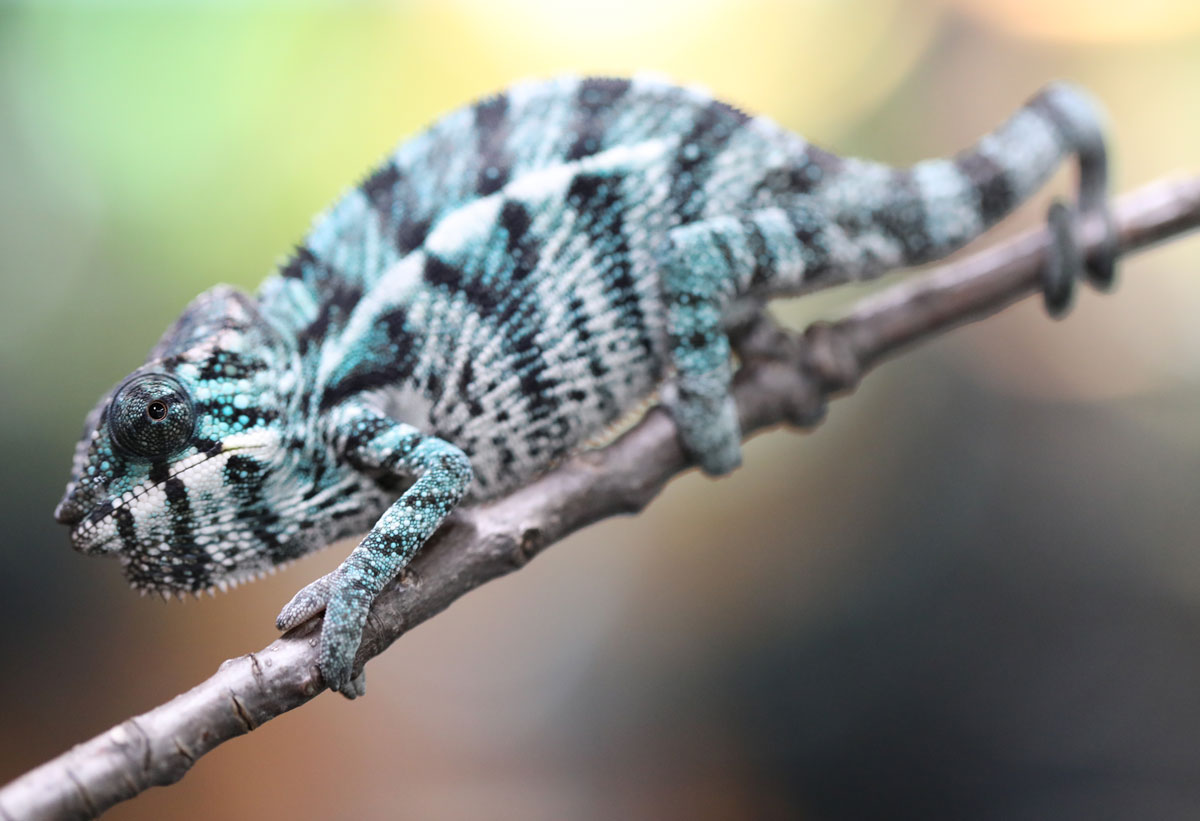 Male Nosy Be Panther Chameleon for Sale