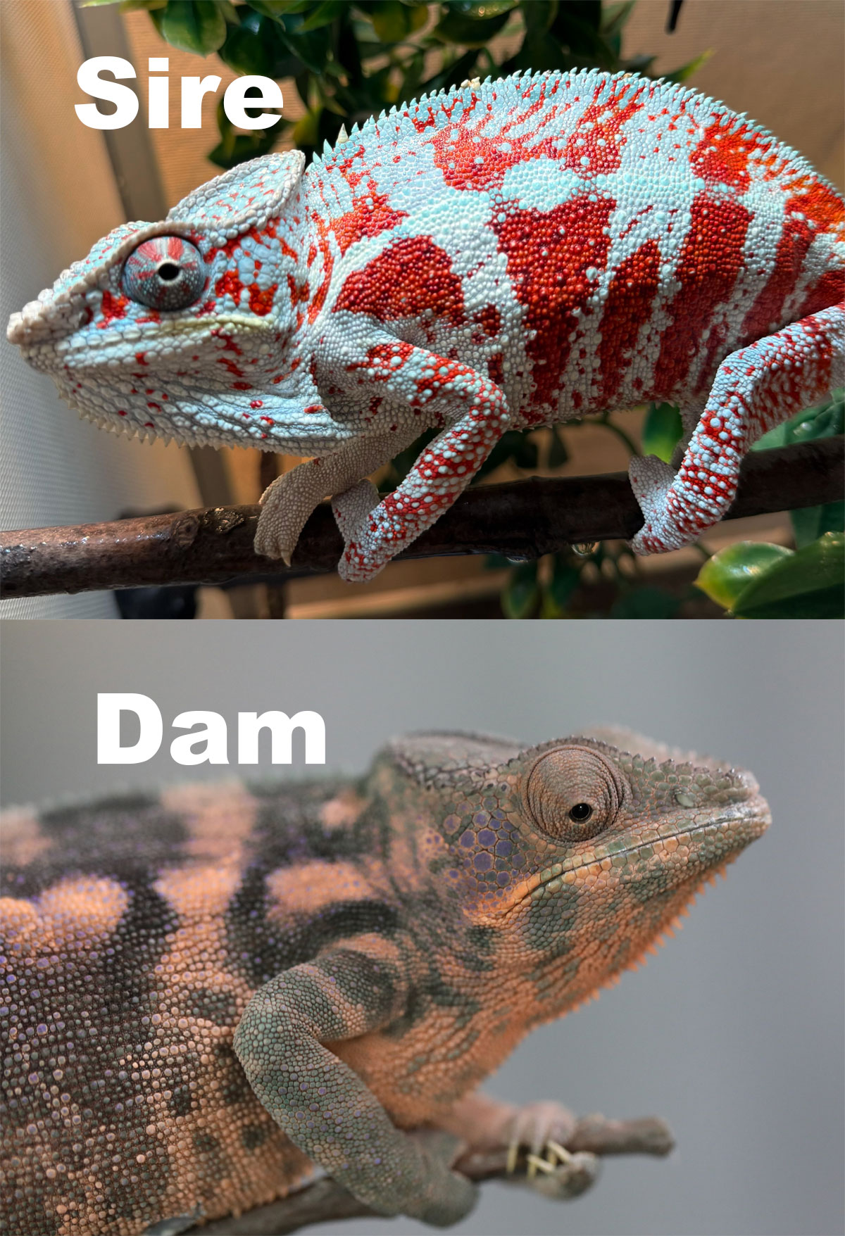 Bermanja Panther Chameleon for Sale