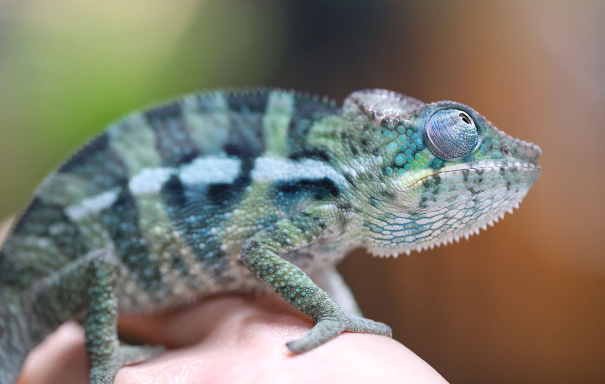 Male Ambanja Panther Chameleon for Sale