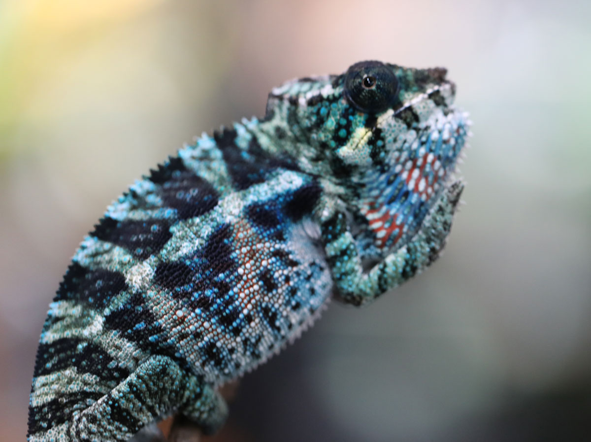 Male Blurple bloodline Ambanja Panther Chameleon