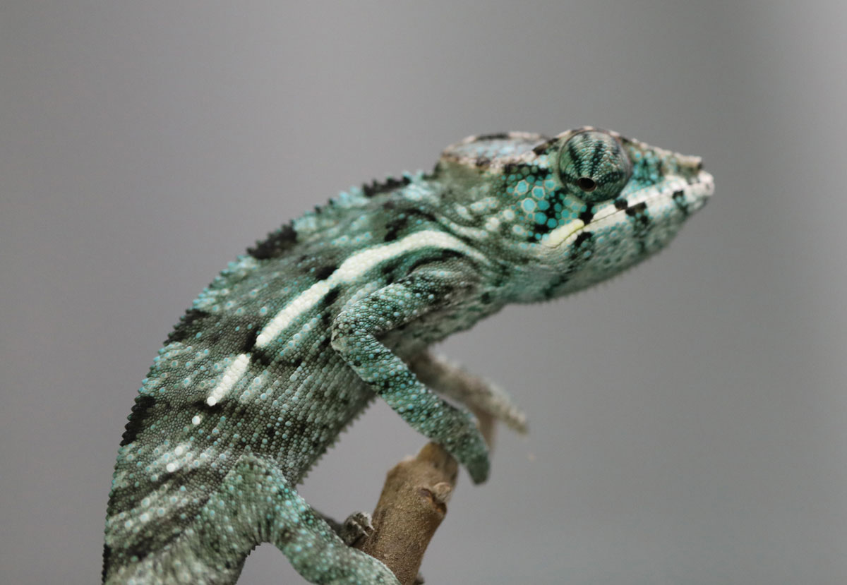 Male Nosy Be Panther Chameleon for Sale