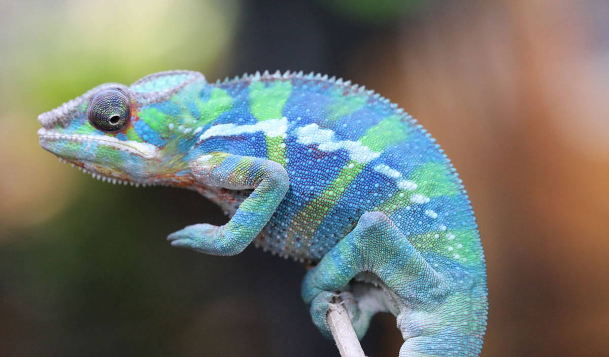 Male Rainbow Ambilobe Panther chameleon for Sale