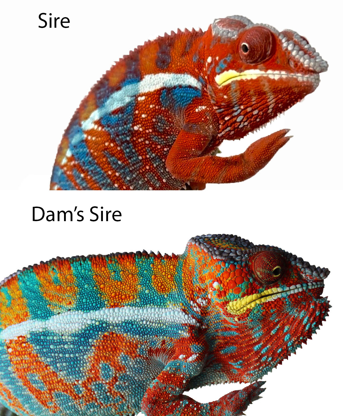 Rainbow Ambilobe Panther Chameleon for Sale