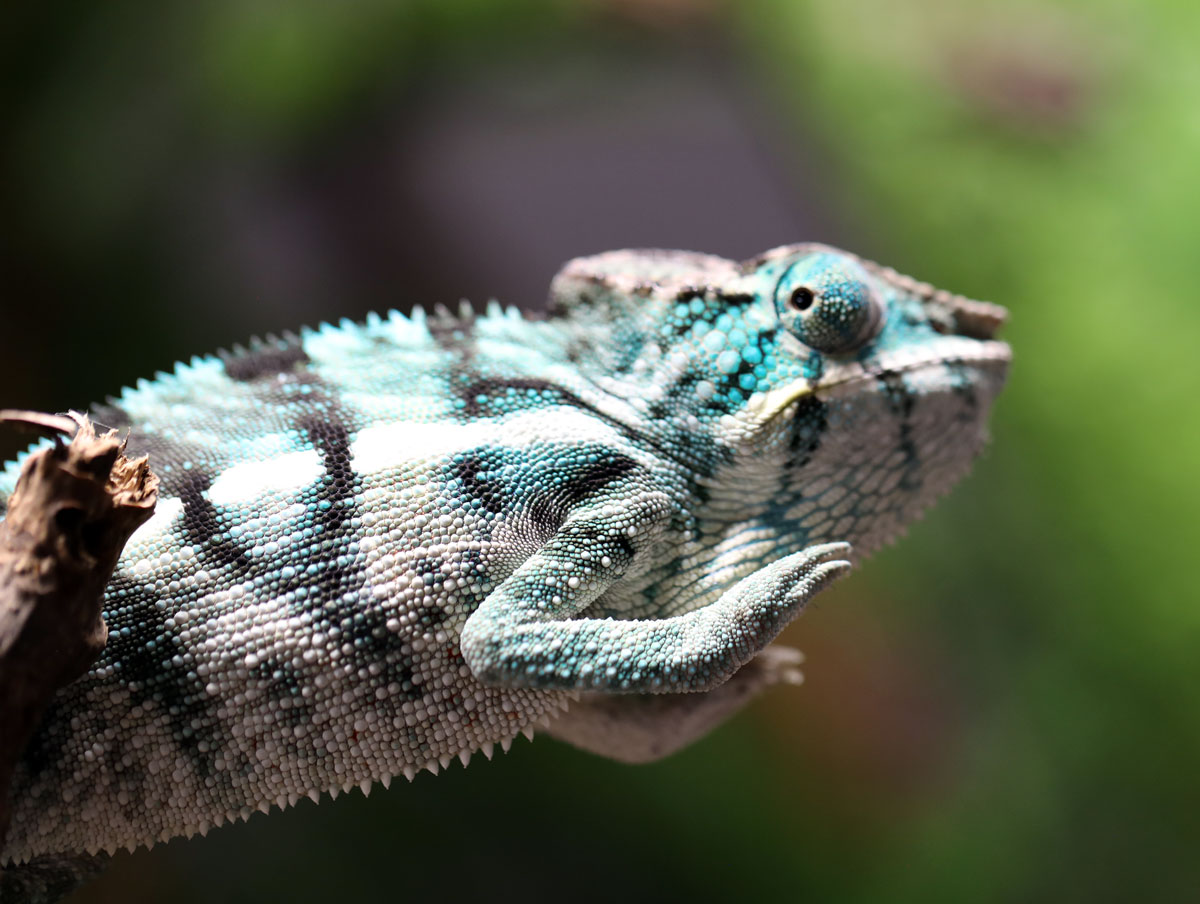Nosy Be Panther Chameleon for Sale