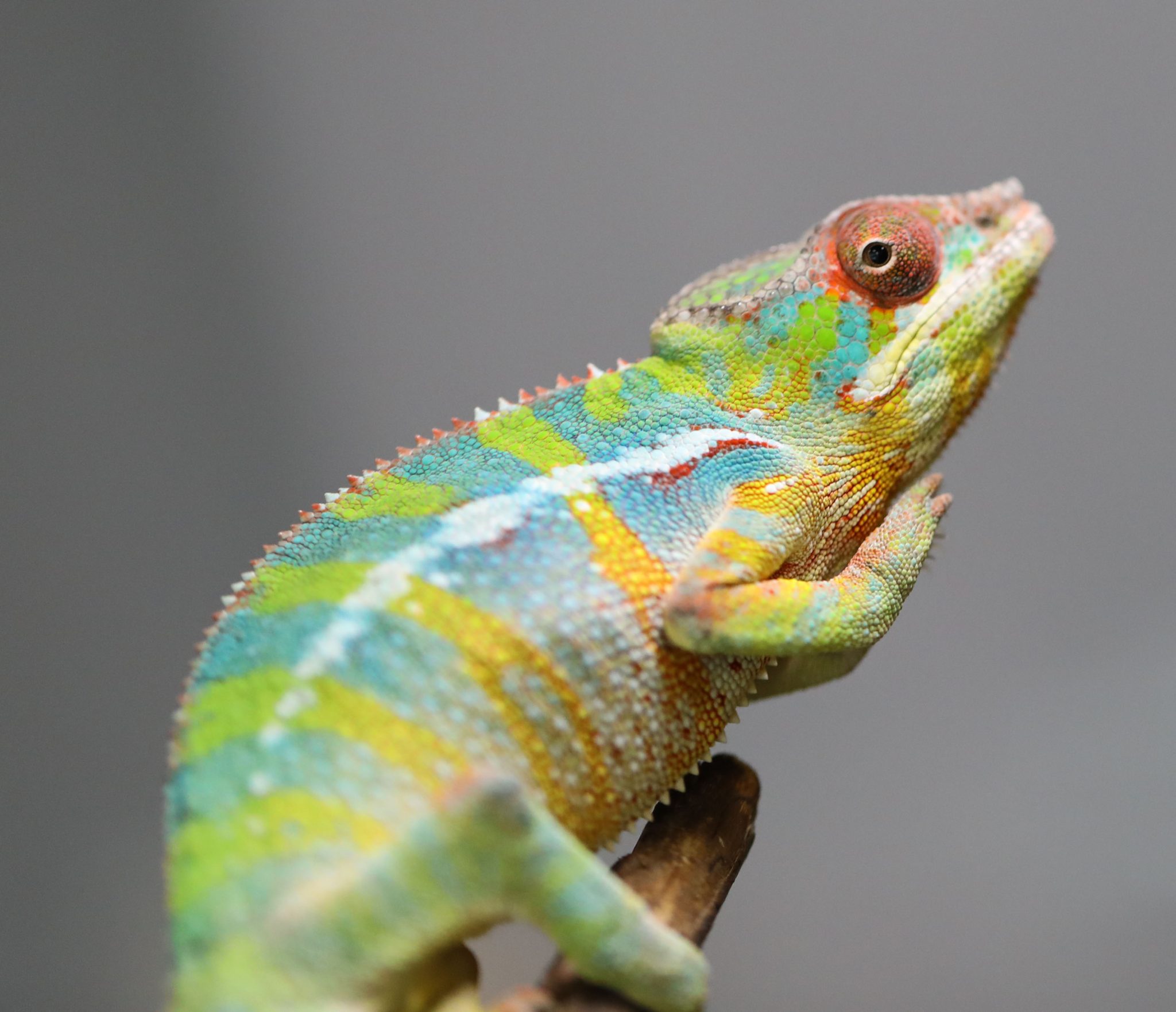 Male Rainbow Ambilobe Panther Chameleon for Sale
