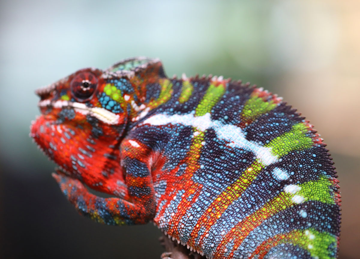 Male Rainbow Ambilobe Panther Chameleon