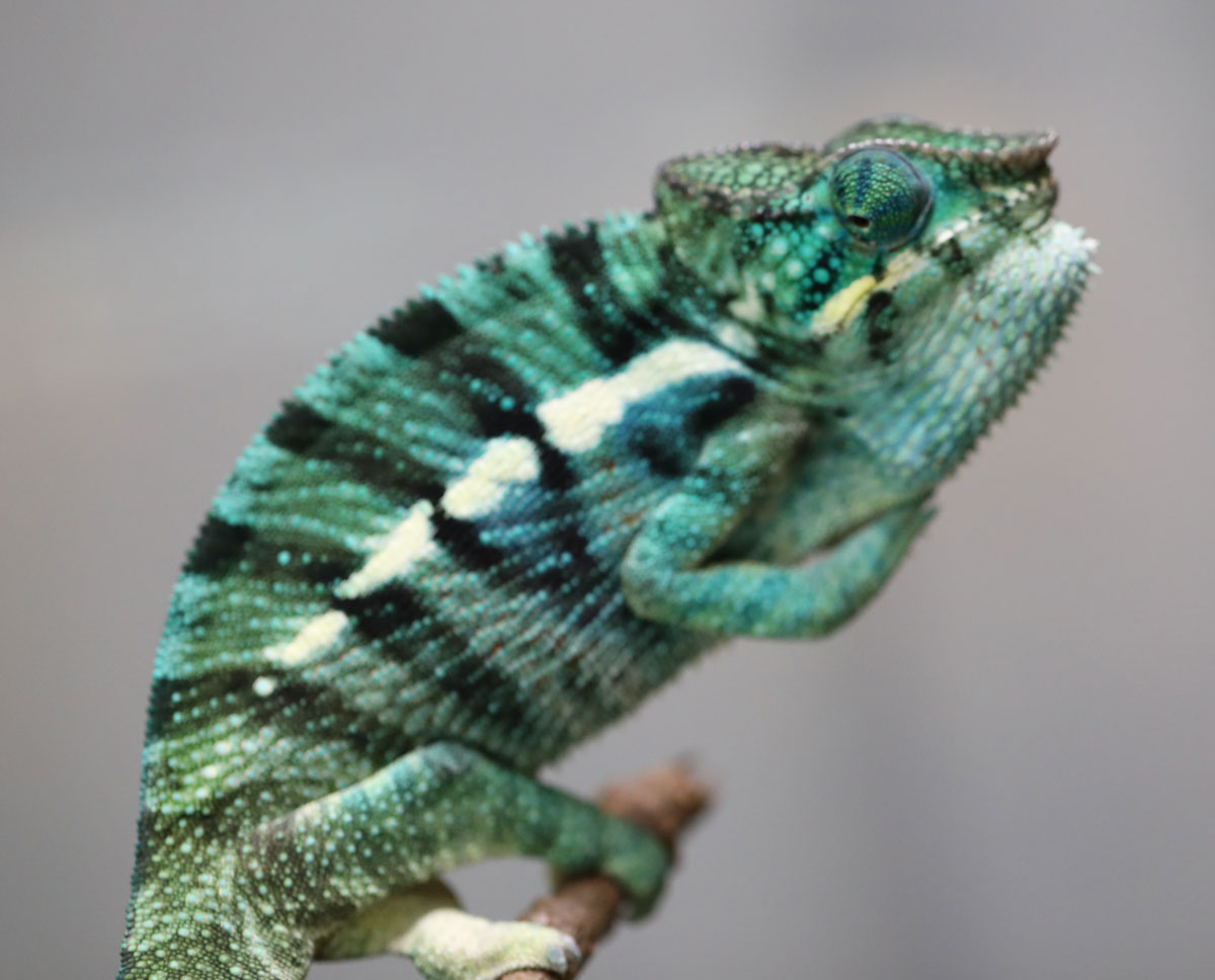 True Blue Nosy Be Panther Chameleon for Sale