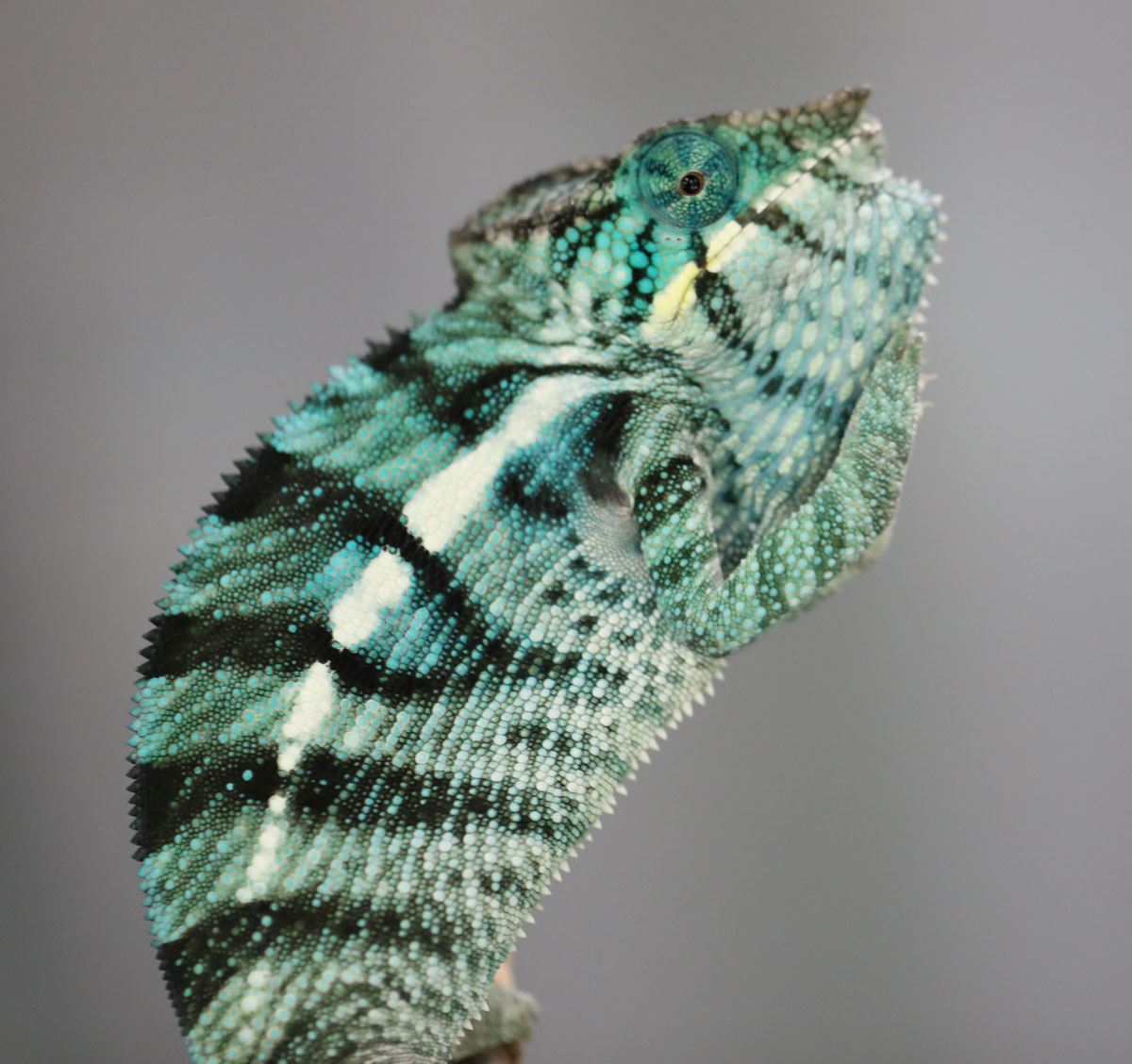 Male True Blue Nosy Be Panther Chameleon for Sale