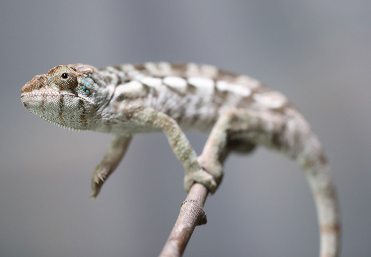 Female Ambilobe Panther Chameleon for Sale