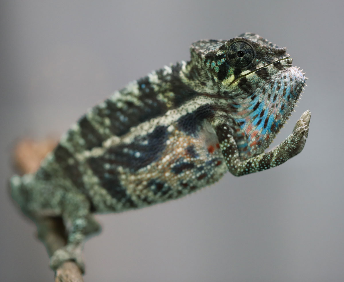 Male Blurple Bloodline Ambanja Panther Chameleon for Sale
