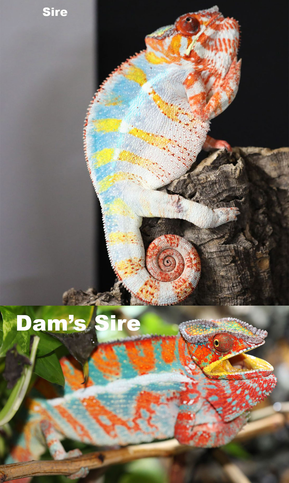 Ambilobe Panther Chameleons For Sale