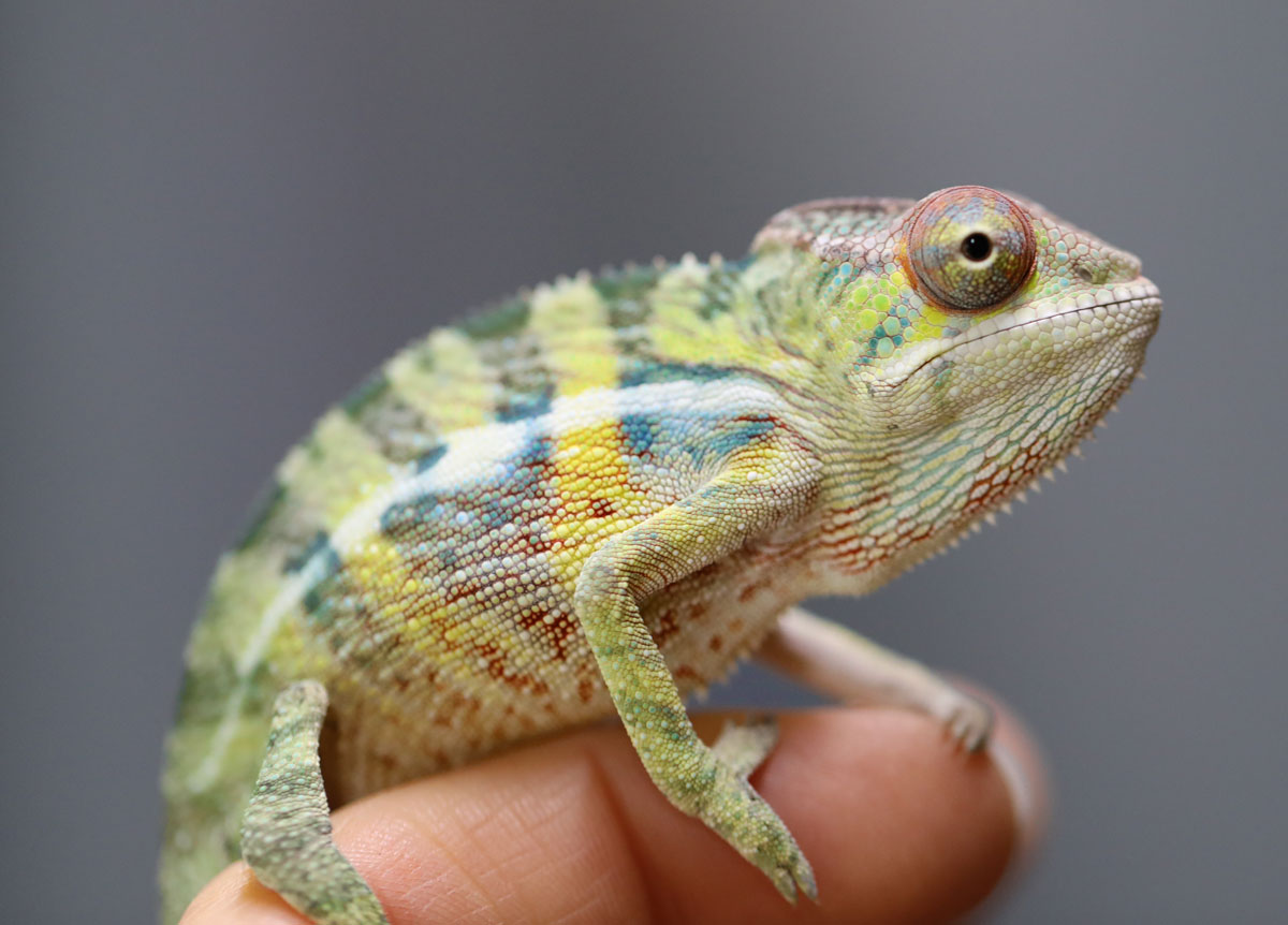 Male Rainbow Ambilobe Panther Chameleon for Sale