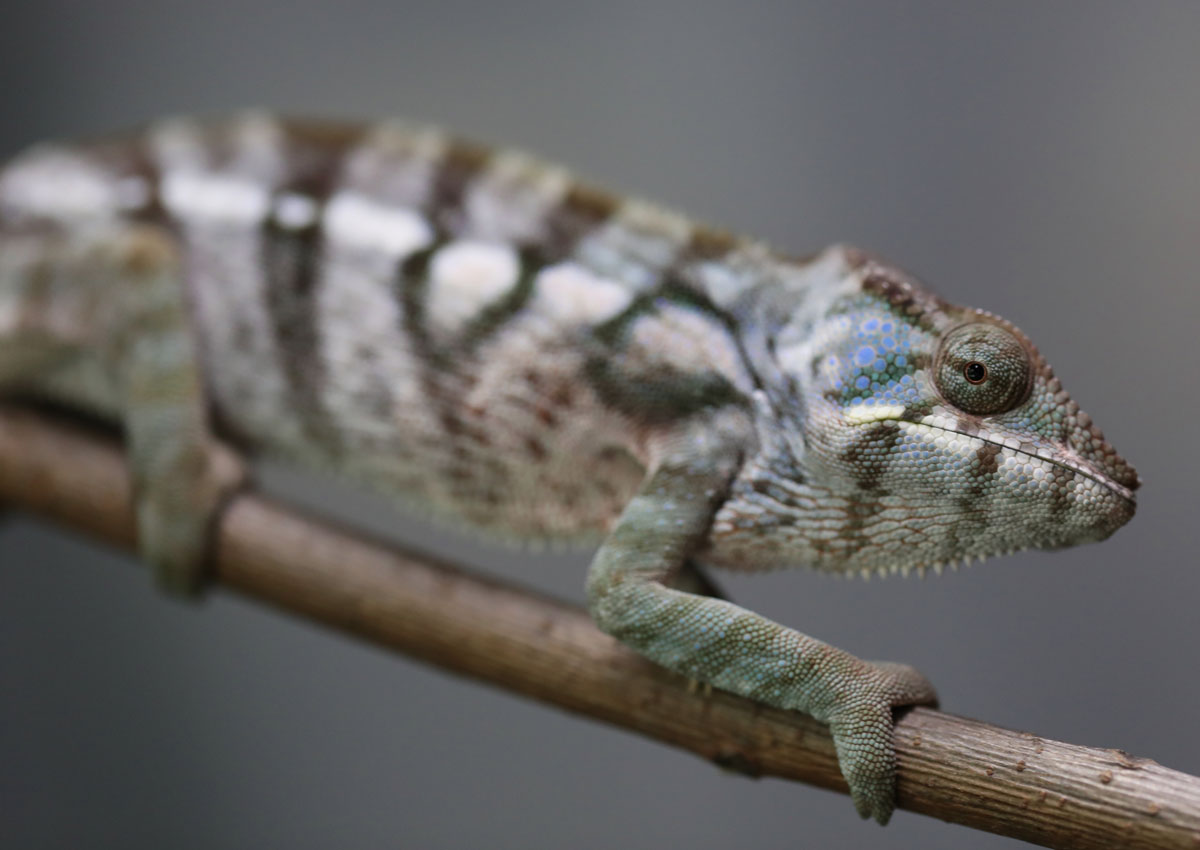 Female True Blue Nosy Be Panther Chameleon for Sale