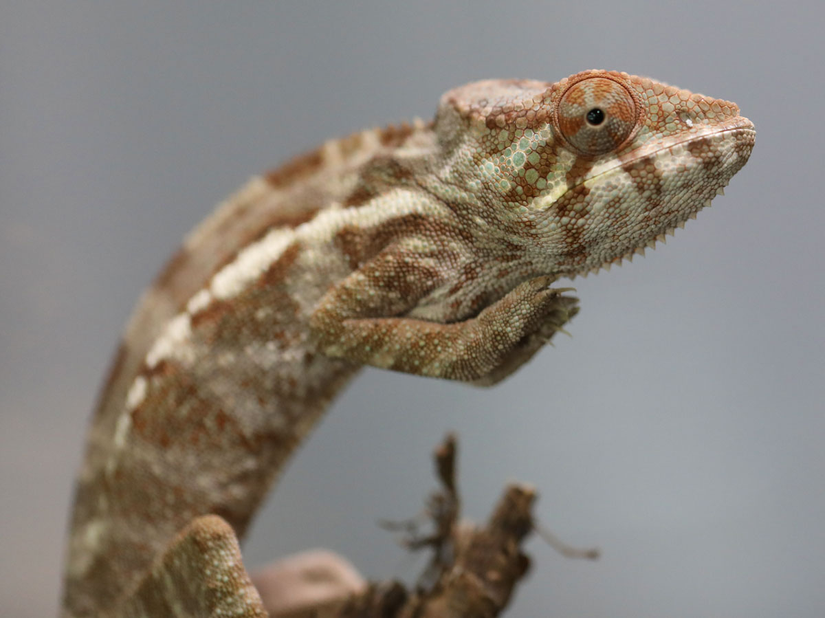 Female Blurple Bloodline Ambanja For Sale
