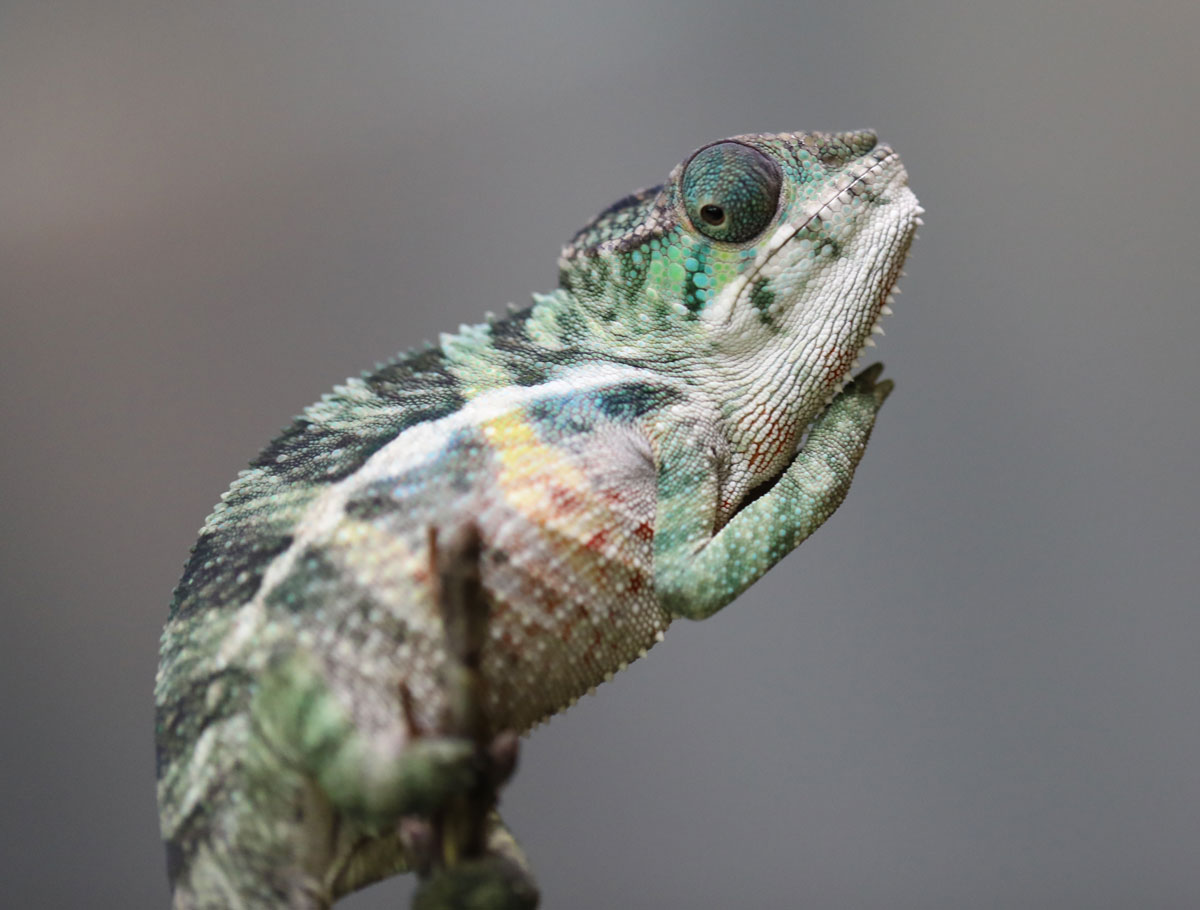 Male Ambilobe Panther Chameleon for Sale