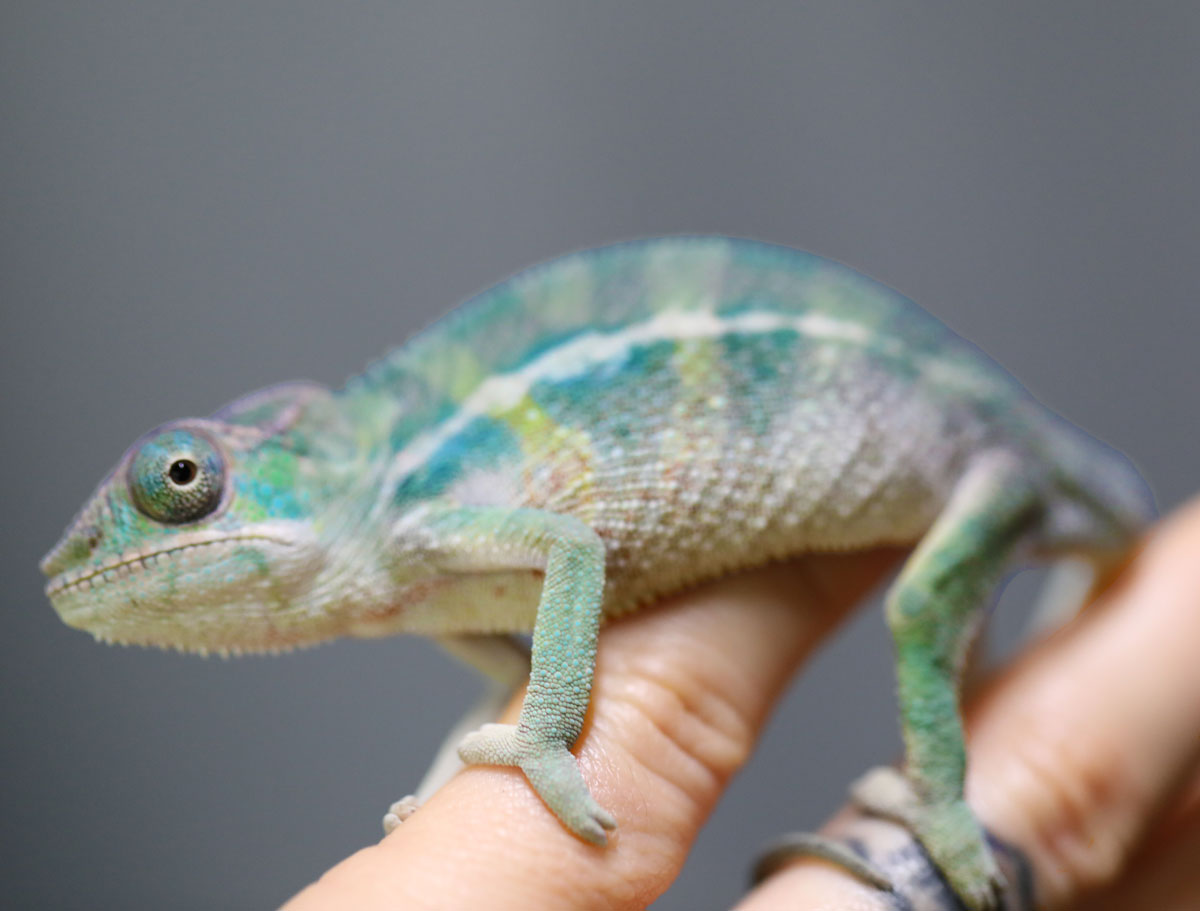 Male Rainbow Ambilobe Panther Chameleon for Sale