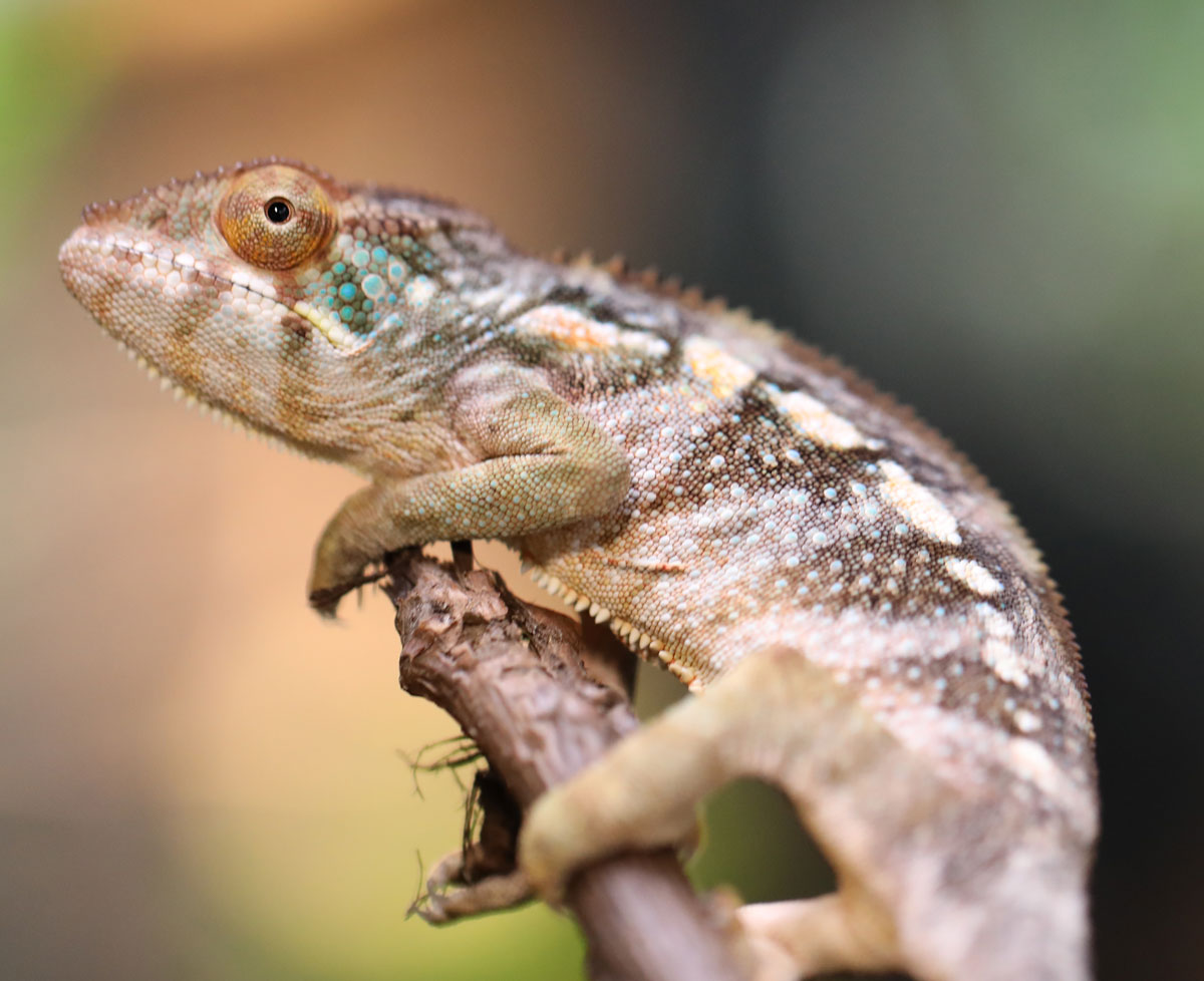 Female Ambilobe Panther Chameleon for Sale
