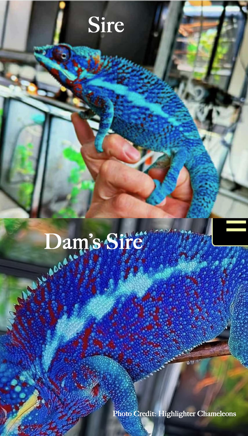 Blurple Bloodline Ambanja Panther Chameleons