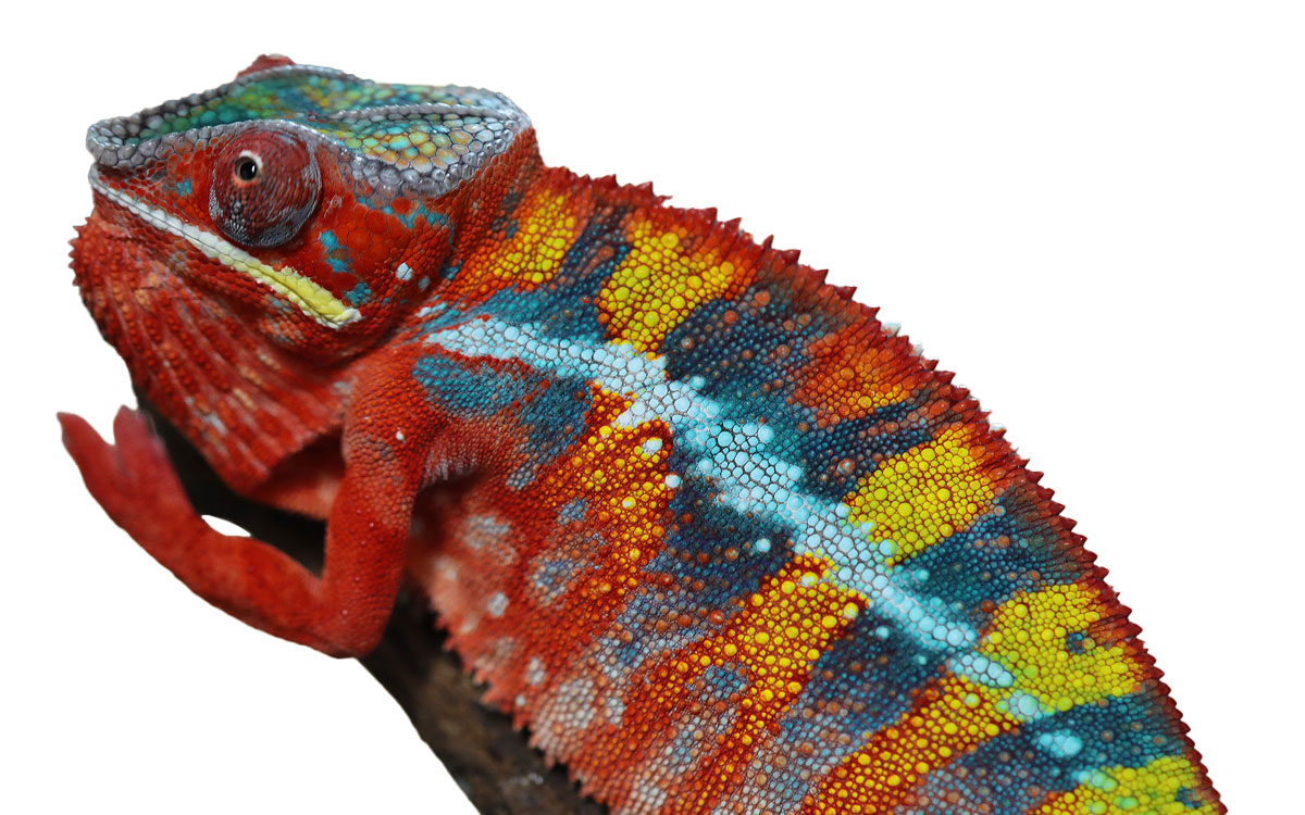 Male Rainbow Ambilobe Panther Chameleon