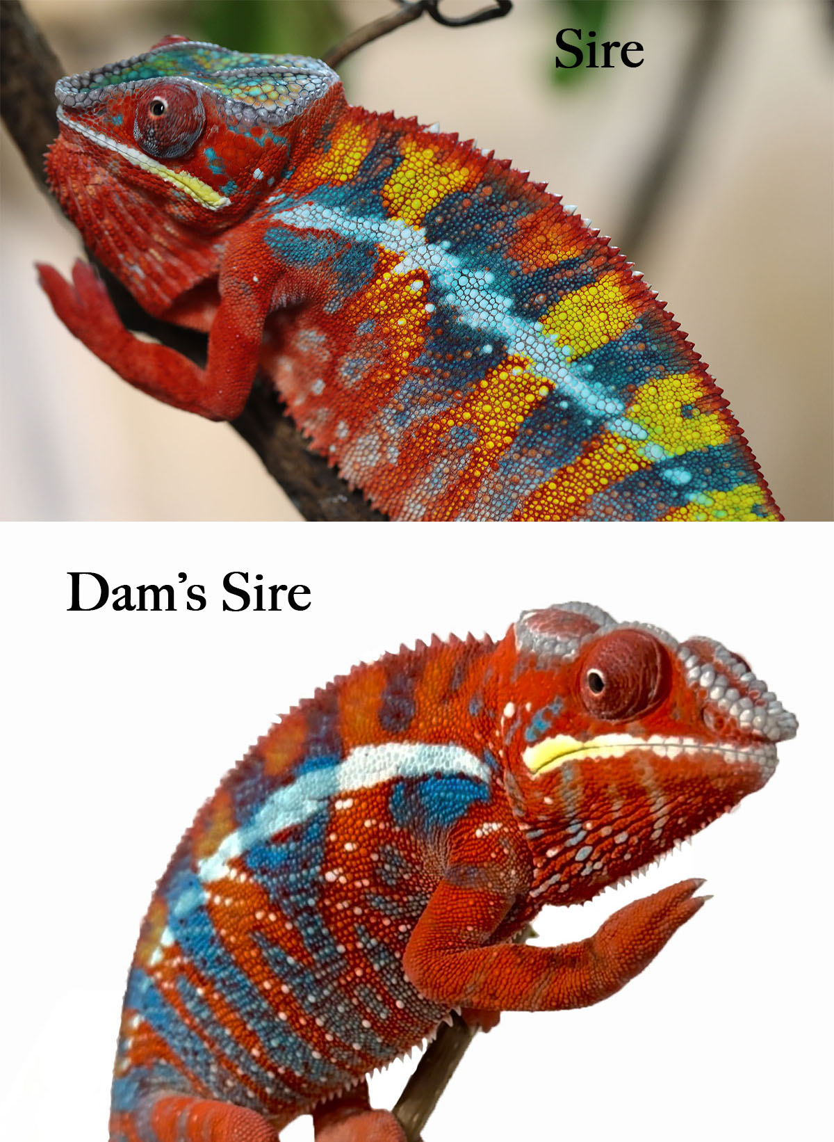 Rainbow Ambilobe Panther Chameleons For Sale