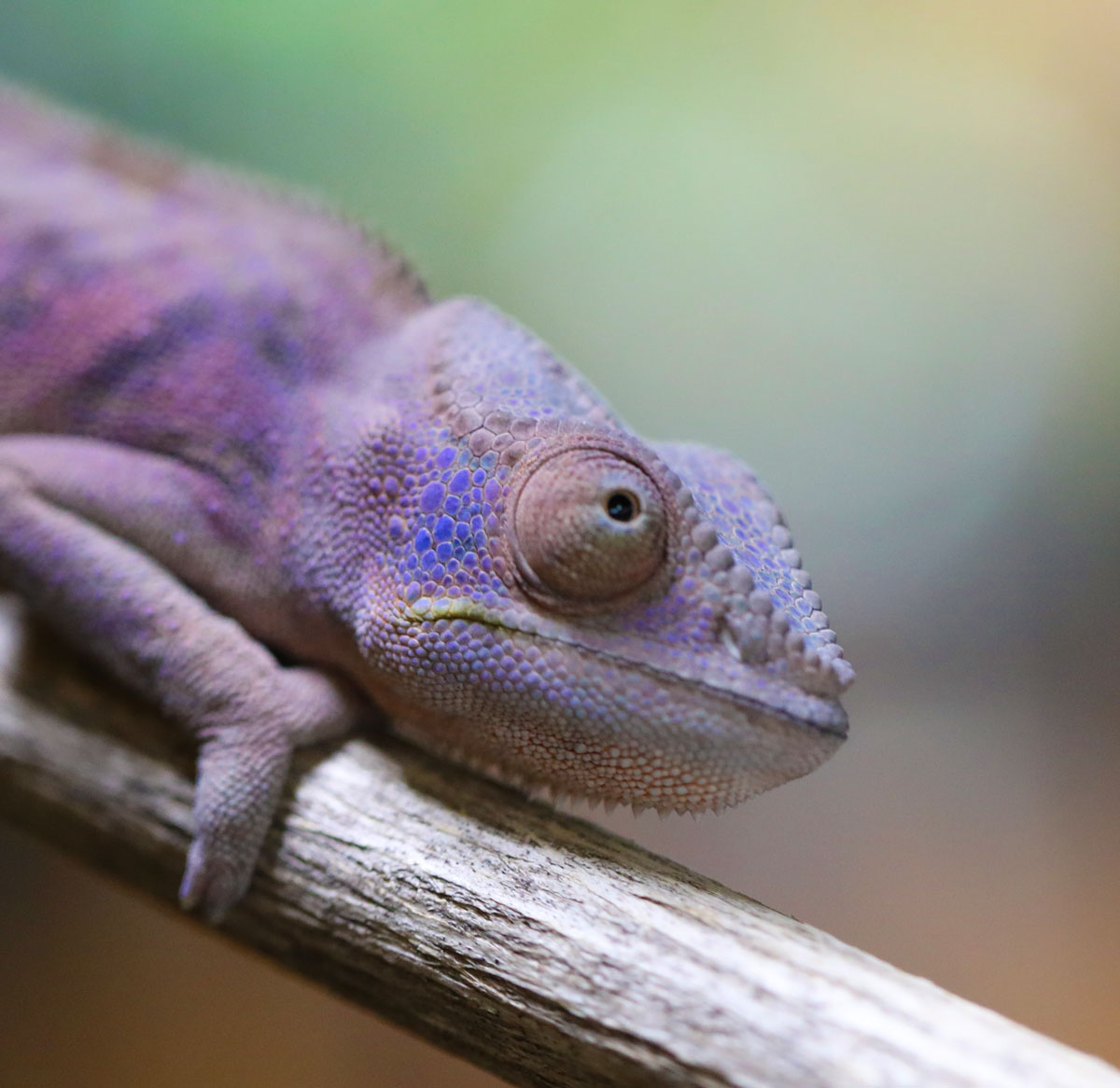 Female Blurple Bloodline Ambanja Panther Chameleon for sale