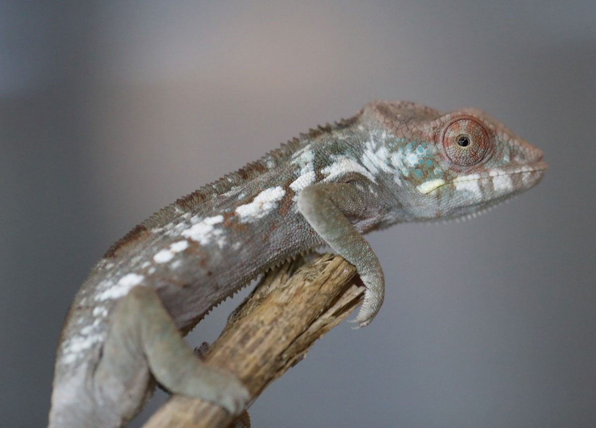 Blurple Bloodline Ambanja Panther Chameleon for Sale