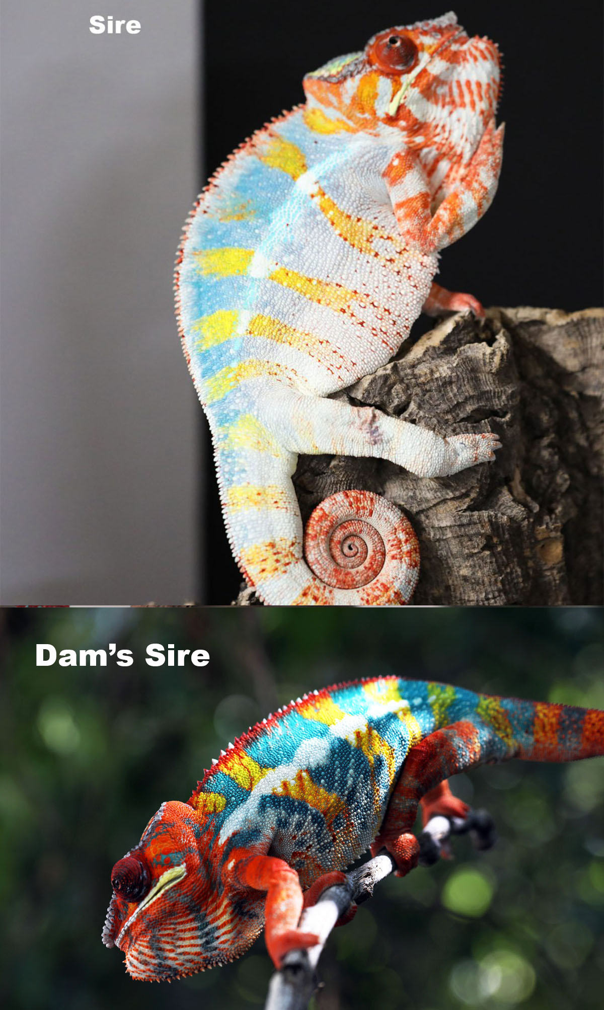Ambilobe Panther Chameleons For Sale