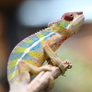 Male Rainbow Ambilobe Panther Chameleon For Sale