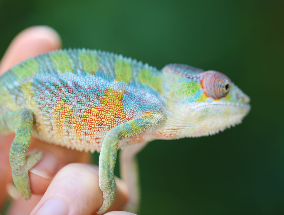Male Ambilobe Panther Chameleon For Sale