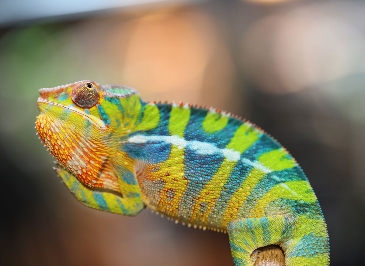 Ambilobe Panther Chameleon For Sale