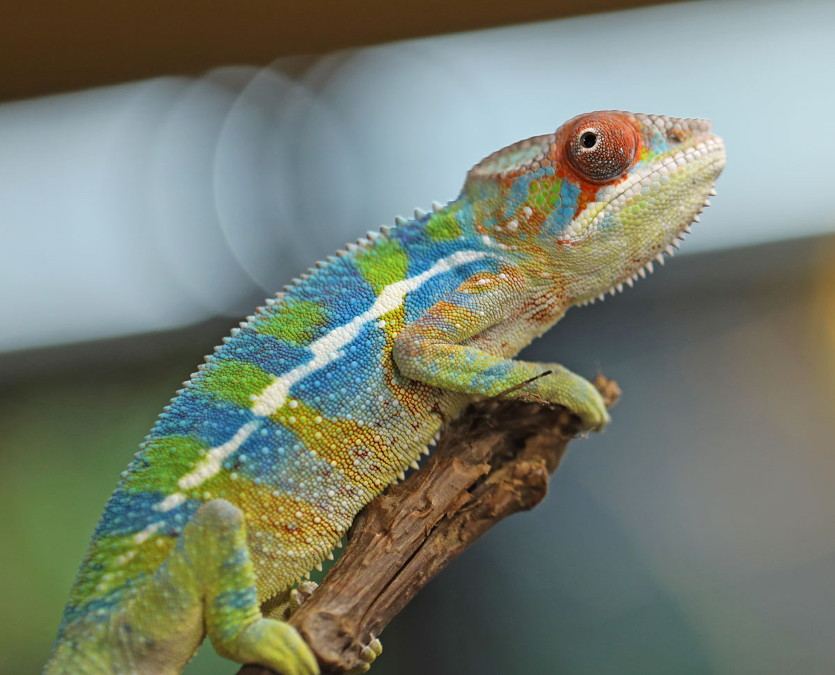 Male Ambilobe Panther Chameleon For Sale