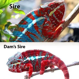 Red Body Blue Bar Ambilobe Panther Chameleon for sale