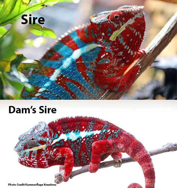 Red Body Blue Bar Ambilobe Panther Chameleon for sale