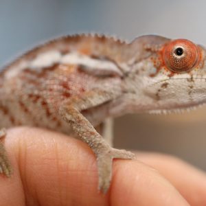 Male Ambilobe Panther Chameleon For Sale #3R4