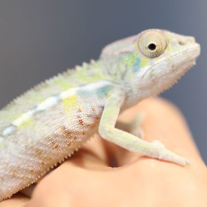 Rainbow Male Ambilobe Panther Chameleon for Sale