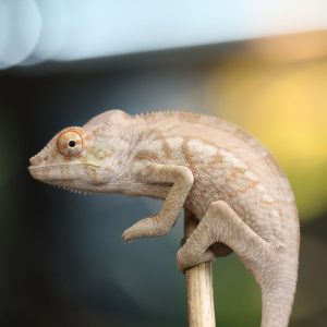 Female Blurple Bloodline Ambanja Panther Chameleon for Sale