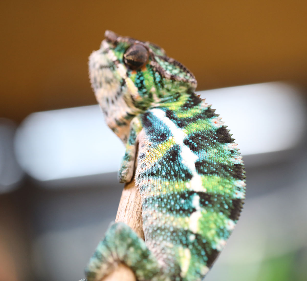 Rainbow Ambilobe Panther Chameleon For Sale