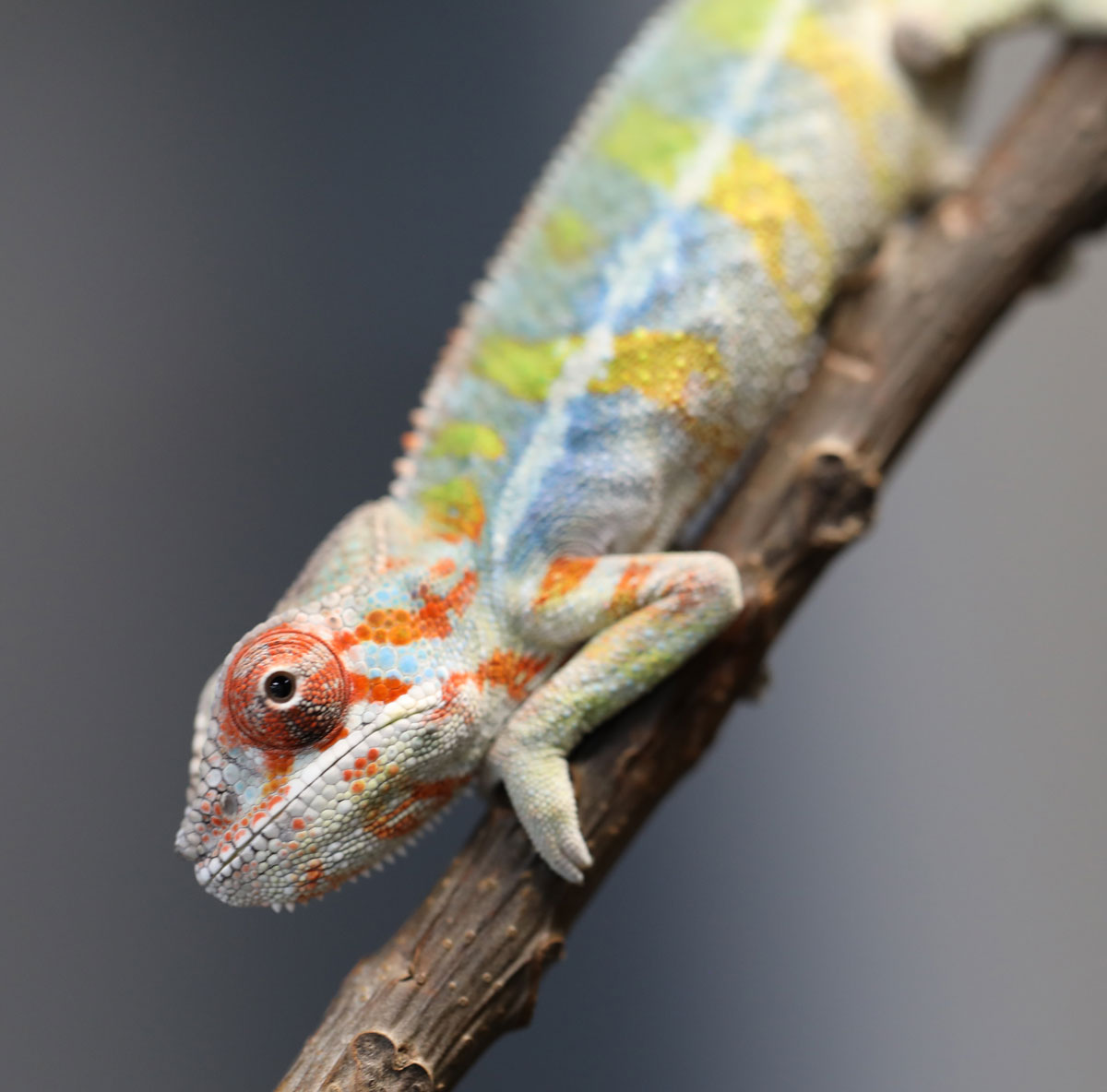 Juvenile Male Ambilobe Panther Chameleon for Sale