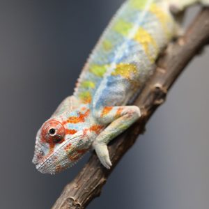 Male Ambilobe Panther Chameleon for Sale
