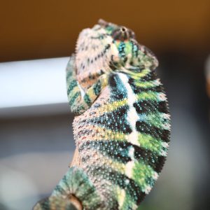 Rainbow Ambilobe Panther Chameleon For Sale