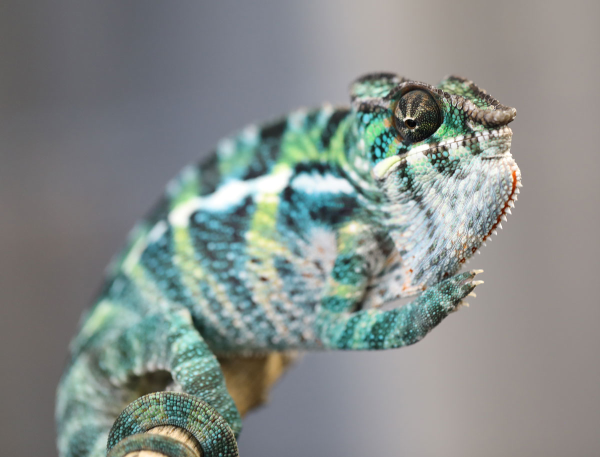 Rainbow Ambilobe Panther Chameleon For Sale