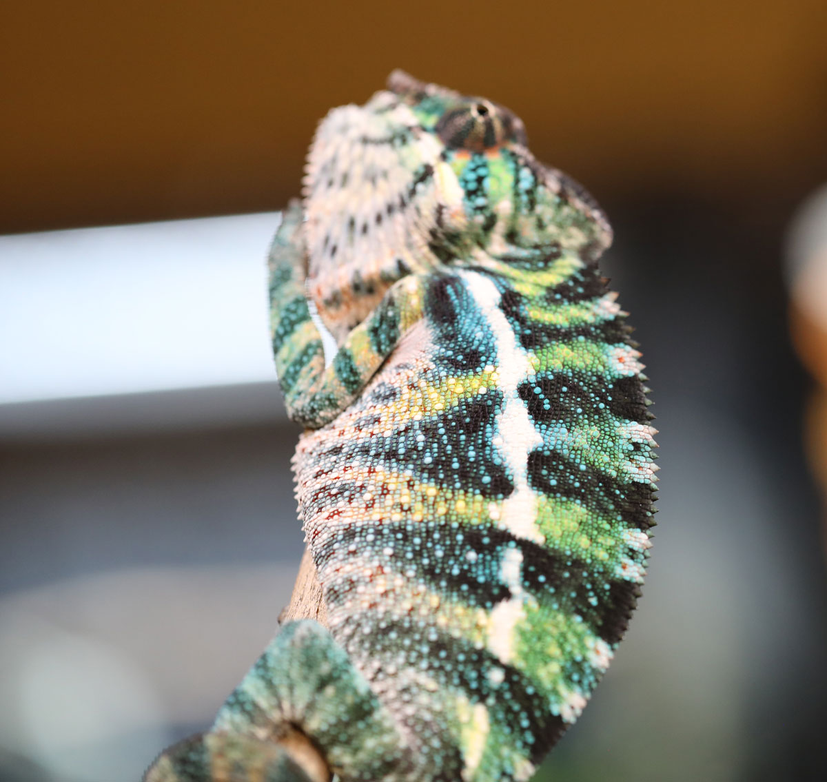 Rainbow Ambilobe Panther Chameleon For Sale
