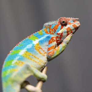 Male Rainbow Ambilobe Panther Chameleon For Sale