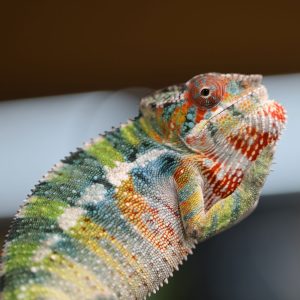 Rainbow Ambilobe Panther Chameleon for Sale