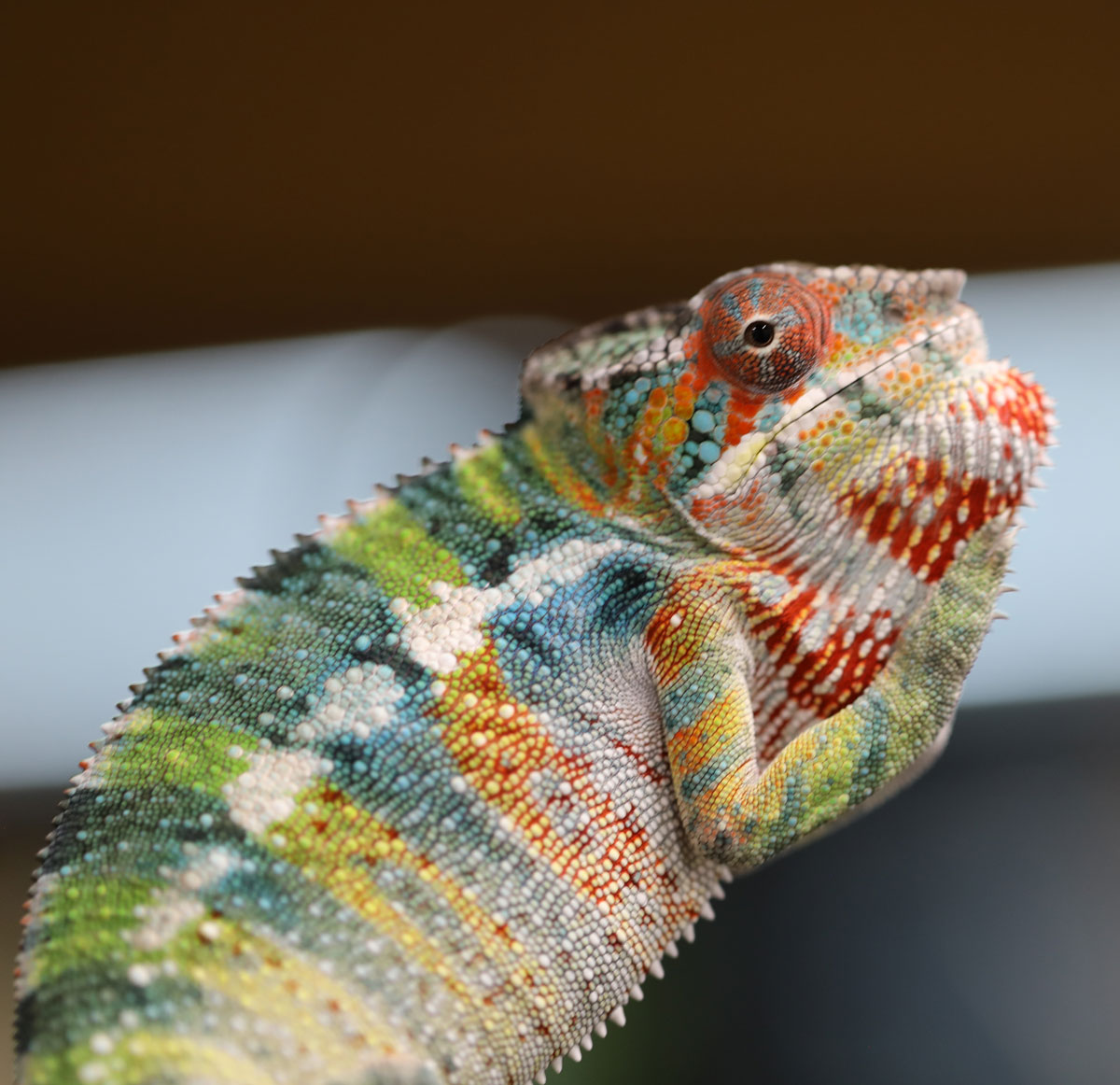 Rainbow Ambilobe Panther Chameleon for Sale
