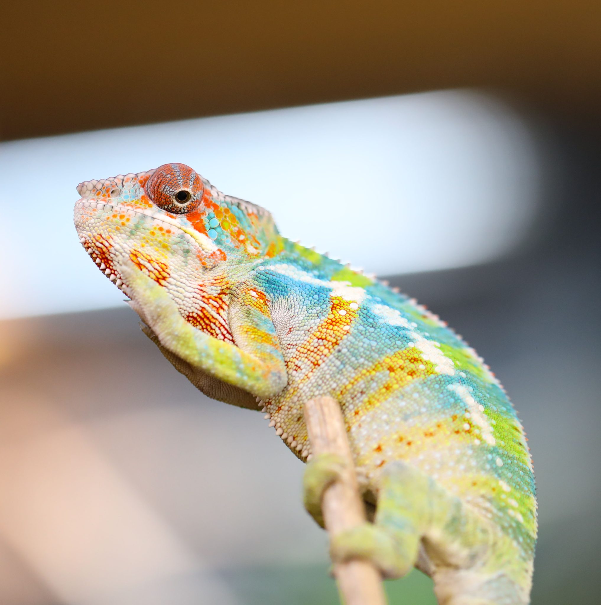 Male Ambilobe Panther Chameleon For Sale - Image 2